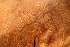 wood grain